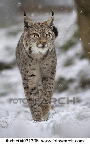 "Eurasian lynx (Lynx lynx), Bavarian Forest National Park, Bavaria, Germany, Europe" View Large Photo Image Stock Photograph - "Eurasian lynx (Lynx lynx), Bavarian Forest National Park, Bavaria, Germany, Europe". Fotosearch