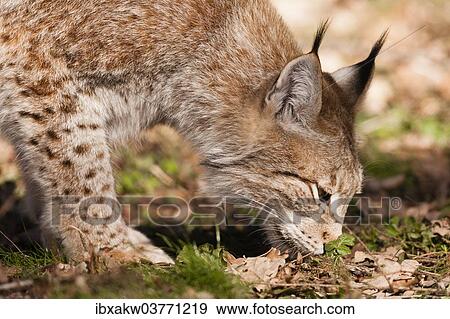 "Eurasian Lynx (Lynx lynx), captive" View Large Photo Image Stock Photo - "Eurasian Lynx (Lynx lynx), captive". Fotosearch