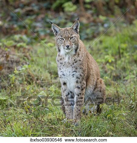 "Eurasian Lynx (Lynx lynx), captive, Lower Saxony, Germany, Europe" View Large Photo Image Stock Photograph - "Eurasian Lynx (Lynx lynx), captive, Lower Saxony, Germany, Europe". Fotosearch