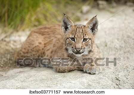 "Eurasian Lynx (Lynx lynx), cub, lying on a rock, animal enclosure, Bavarian Forest National Park, Bavaria, Germany, Europe" View Large Photo Image Stock Photo - "Eurasian Lynx (Lynx lynx), cub, lying on a rock, animal enclosure, Bavarian Forest National Park, Bavaria, Germany, Europe". Fotosearch