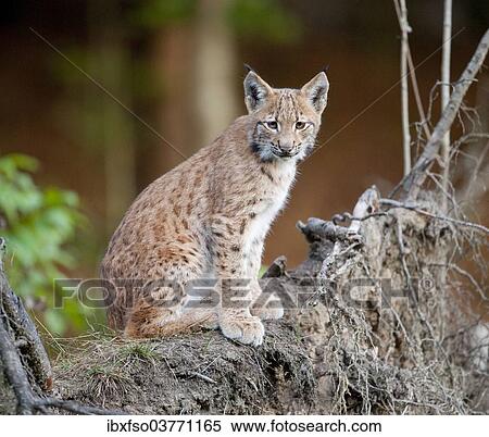 "Eurasian Lynx (Lynx lynx), cub sitting on tree roots, animal enclosure, Bavarian Forest National Park, Bavaria, Germany, Europe" View Large Photo Image Stock Photography - "Eurasian Lynx (Lynx lynx), cub sitting on tree roots, animal enclosure, Bavarian Forest National Park, Bavaria, Germany, Europe". Fotosearch
