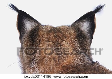 "Eurasian lynx (Lynx lynx), head with tufted ears from behind, captive, Arnsberger Wald, Sauerland, North Rhine-Westphalia, Germany, Europe" View Large Photo Image Stock Photograph - "Eurasian lynx (Lynx lynx), head with tufted ears from behind, captive, Arnsberger Wald, Sauerland, North Rhine-Westphalia, Germany, Europe". Fotosearch