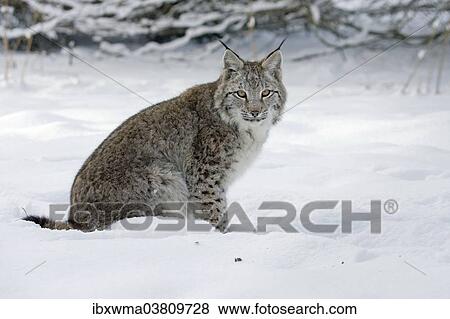 "Eurasian Lynx (Lynx lynx), Hesse, Germany, Europe" View Large Photo Image Stock Photo - "Eurasian Lynx (Lynx lynx), Hesse, Germany, Europe". Fotosearch