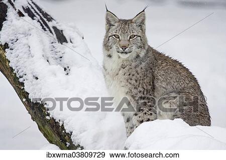 "Eurasian Lynx (Lynx lynx), Hesse, Germany, Europe" View Large Photo Image Stock Photo - "Eurasian Lynx (Lynx lynx), Hesse, Germany, Europe". Fotosearch