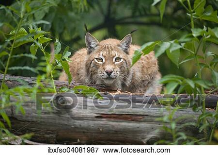 "Eurasian lynx (Lynx lynx) lying in wait, captive, Thuringia, Germany, Europe" View Large Photo Image Stock Photo - "Eurasian lynx (Lynx lynx) lying in wait, captive, Thuringia, Germany, Europe". Fotosearch