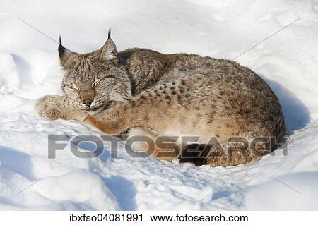 Stock Image - "Eurasian lynx (Lynx lynx) lying in the snow and sleeping, captive, Thuringia, Germany, Europe". Fotosearch