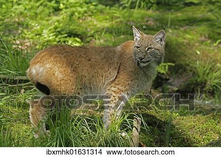 Eurasian lynx (Lynx lynx) View Large Photo Image Picture - Eurasian lynx (Lynx lynx). Fotosearch