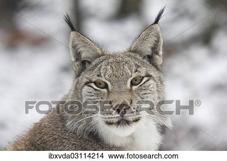 "Eurasian lynx (Lynx lynx), portrait, captive, Arnsberger Wald, Sauerland, North Rhine-Westphalia, Germany, Europe" View Large Photo Image Picture - "Eurasian lynx (Lynx lynx), portrait, captive, Arnsberger Wald, Sauerland, North Rhine-Westphalia, Germany, Europe". Fotosearch