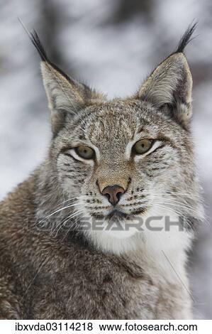 "Eurasian lynx (Lynx lynx), portrait, captive, Arnsberger Wald, Sauerland, North Rhine-Westphalia, Germany, Europe" View Large Photo Image Stock Photo - "Eurasian lynx (Lynx lynx), portrait, captive, Arnsberger Wald, Sauerland, North Rhine-Westphalia, Germany, Europe". Fotosearch