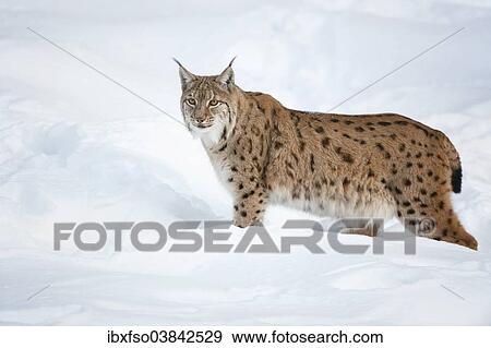 "Eurasian Lynx (Lynx lynx) standing in the snow, animal enclosure, Bavarian Forest National Park, Bavaria, Germany, Europe" View Large Photo Image Stock Photo - "Eurasian Lynx (Lynx lynx) standing in the snow, animal enclosure, Bavarian Forest National Park, Bavaria, Germany, Europe". Fotosearch