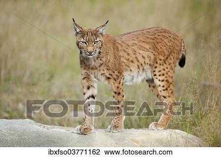"Eurasian Lynx (Lynx lynx), standing on a rock in an animal enclosure, Bavarian Forest National Park, Bavaria, Germany, Europe" View Large Photo Image Stock Image - "Eurasian Lynx (Lynx lynx), standing on a rock in an animal enclosure, Bavarian Forest National Park, Bavaria, Germany, Europe". Fotosearch