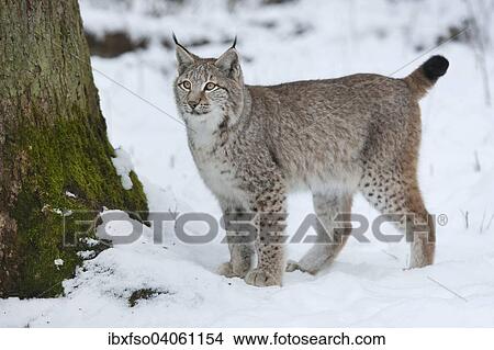 "Eurasian Lynx (Lynx lynx), young, standing in the snow, captive, Bavaria, Germany, Europe" View Large Photo Image Picture - "Eurasian Lynx (Lynx lynx), young, standing in the snow, captive, Bavaria, Germany, Europe". Fotosearch