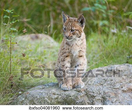 "Eurasian lynx (Lynx lynx), young sitting on a rock, captive, animal enclosure, Bavarian Forest National Park, Bavaria, Germany, Europe" View Large Photo Image Stock Image - "Eurasian lynx (Lynx lynx), young sitting on a rock, captive, animal enclosure, Bavarian Forest National Park, Bavaria, Germany, Europe". Fotosearch