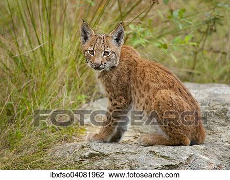 Stock Image - "Eurasian lynx (Lynx lynx), young sitting on a rock, captive, animal enclosure, Bavarian Forest National Park, Bavaria, Germany, Europe". Fotosearch