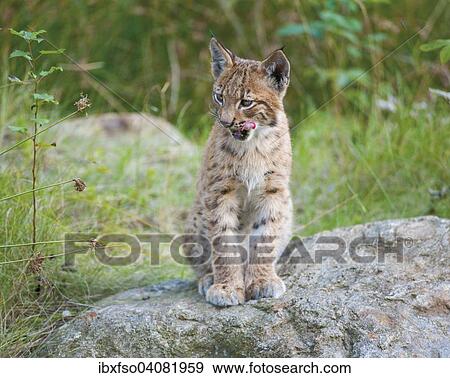 "Eurasian lynx (Lynx lynx), young sitting on a rock, captive, animal enclosure, Bavarian Forest National Park, Bavaria, Germany, Europe" View Large Photo Image Stock Photo - "Eurasian lynx (Lynx lynx), young sitting on a rock, captive, animal enclosure, Bavarian Forest National Park, Bavaria, Germany, Europe". Fotosearch