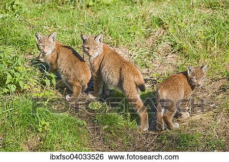 "Eurasian lynx (Lynx lynx), young, captive, Lower Saxony, Germany, Europe" View Large Photo Image Stock Photograph - "Eurasian lynx (Lynx lynx), young, captive, Lower Saxony, Germany, Europe". Fotosearch