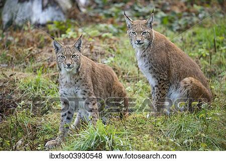 "Eurasian Lynxes (Lynx lynx), captive, Lower Saxony, Germany, Europe" View Large Photo Image Stock Photo - "Eurasian Lynxes (Lynx lynx), captive, Lower Saxony, Germany, Europe". Fotosearch