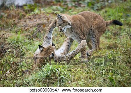 "Eurasian Lynxes (Lynx lynx), playfighting juveniles, captive, Lower Saxony, Germany, Europe" View Large Photo Image Stock Photo - "Eurasian Lynxes (Lynx lynx), playfighting juveniles, captive, Lower Saxony, Germany, Europe". Fotosearch