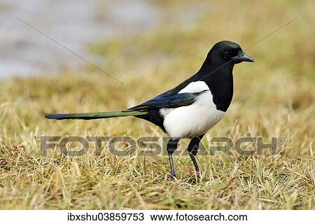 "Eurasian Magpie (Pica pica), Mazovia, Poland, Europe" View Large Photo Image Stock Image - "Eurasian Magpie (Pica pica), Mazovia, Poland, Europe". Fotosearch