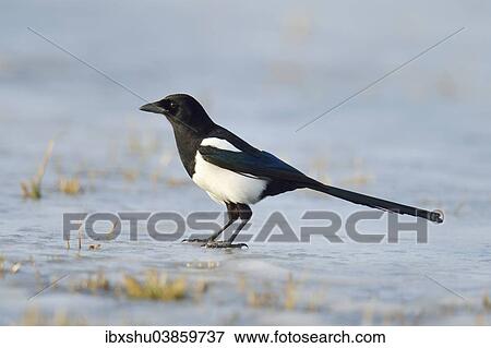 "Eurasian Magpie (Pica pica), Mazovia, Poland, Europe" View Large Photo Image Stock Photo - "Eurasian Magpie (Pica pica), Mazovia, Poland, Europe". Fotosearch