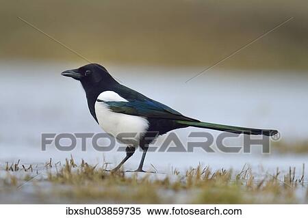 "Eurasian Magpie (Pica pica), Mazovia, Poland, Europe" View Large Photo Image Stock Photography - "Eurasian Magpie (Pica pica), Mazovia, Poland, Europe". Fotosearch
