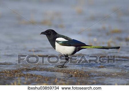 "Eurasian Magpie (Pica pica) with a worm in its beak, Mazovia, Poland, Europe" View Large Photo Image Picture - "Eurasian Magpie (Pica pica) with a worm in its beak, Mazovia, Poland, Europe". Fotosearch