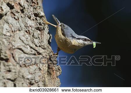 "Eurasian Nuthatch (Sitta europaea), perched on an oak tree, with caterpillar, North Rhine-Westphalia, Germany, Europe" View Large Photo Image Stock Image - "Eurasian Nuthatch (Sitta europaea), perched on an oak tree, with caterpillar, North Rhine-Westphalia, Germany, Europe". Fotosearch