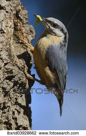 "Eurasian Nuthatch (Sitta europaea), perched on an oak tree, with caterpillar, North Rhine-Westphalia, Germany, Europe" View Large Photo Image Stock Image - "Eurasian Nuthatch (Sitta europaea), perched on an oak tree, with caterpillar, North Rhine-Westphalia, Germany, Europe". Fotosearch