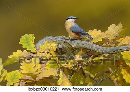 "Eurasian Nuthatch (Sitta europaea) perched on an oak branch in autumn, Swabian Alb biosphere reserve, Baden-Wurttemberg, Germany, Europe" View Large Photo Image Stock Photo - "Eurasian Nuthatch (Sitta europaea) perched on an oak branch in autumn, Swabian Alb biosphere reserve, Baden-Wurttemberg, Germany, Europe". Fotosearch