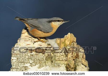 "Eurasian Nuthatch (Sitta europaea) perched on the trunk of an old birch tree, in winter, Swabian Alb biosphere reserve, Baden-Wurttemberg, Germany, Europe" View Large Photo Image Stock Photo - "Eurasian Nuthatch (Sitta europaea) perched on the trunk of an old birch tree, in winter, Swabian Alb biosphere reserve, Baden-Wurttemberg, Germany, Europe". Fotosearch