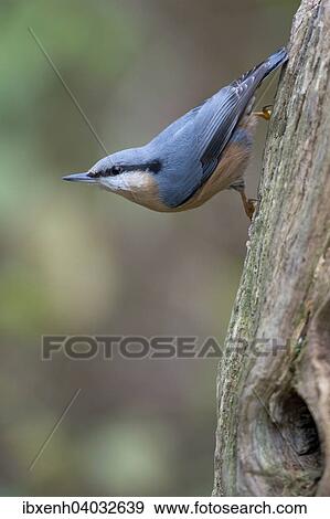 Stock Photo - "Eurasian Nuthatch (Sitta europaea), Emsland, Lower Saxony, Germany, Europe". Fotosearch