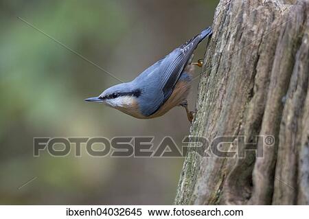 Stock Photography - "Eurasian Nuthatch (Sitta europaea), Emsland, Lower Saxony, Germany, Europe". Fotosearch