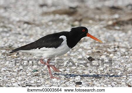 Picture - "Eurasian Oystercatcher (Haematopus ostralegus), old bird with a string attached to its leg, jetsam, Minsener Oog, East Frisian Islands, Friesland District, Lower Saxony, Germany, Europe". Fotosearch