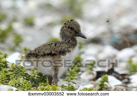 "Eurasian Oystercatcher (Haematopus ostralegus), chick, Minsener Oog, East Frisian Islands, Friesland District, Lower Saxony, Germany, Europe" View Large Photo Image Stock Image - "Eurasian Oystercatcher (Haematopus ostralegus), chick, Minsener Oog, East Frisian Islands, Friesland District, Lower Saxony, Germany, Europe". Fotosearch