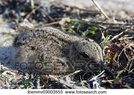 "Eurasian Oystercatcher (Haematopus ostralegus), chick sitting in the drift line, camouflaged, Minsener Oog, East Frisian Islands, Friesland District, Lower Saxony, Germany, Europe" View Large Photo Image Stock Image - "Eurasian Oystercatcher (Haematopus ostralegus), chick sitting in the drift line, camouflaged, Minsener Oog, East Frisian Islands, Friesland District, Lower Saxony, Germany, Europe". Fotosearch