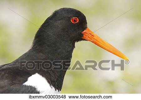 Stock Photo - "Eurasian Oystercatcher (Haematopus ostralegus), portrait, Minsener Oog, East Frisian Islands, Friesland District, Lower Saxony, Germany, Europe". Fotosearch