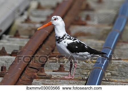 Stock Photograph - "Eurasian Oystercatcher (Haematopus ostralegus), old bird, partial albino, perched on rail tracks, Minsener Oog, East Frisian Islands, Friesland District, Lower Saxony, Germany, Europe". Fotosearch