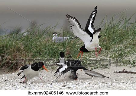 "Eurasian Oystercatcher or Common Pied Oystercatcher (Haematopus ostralegus) during courtship, rivals fighting for territory, Minsener Oog, East Frisian Islands, Lower Saxony Wadden Sea National Park, Lower Saxony, Germany, Europe" View Large Photo Image Stock Photograph - "Eurasian Oystercatcher or Common Pied Oystercatcher (Haematopus ostralegus) during courtship, rivals fighting for territory, Minsener Oog, East Frisian Islands, Lower Saxony Wadden Sea National Park, Lower Saxony, Germany, Europe". Fotosearch
