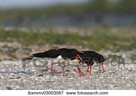 "Eurasian Oystercatchers (Haematopus ostralegus), three birds walking on a salt marsh, Minsener Oog, East Frisian Islands, Friesland District, Lower Saxony, Germany, Europe" View Large Photo Image Stock Photo - "Eurasian Oystercatchers (Haematopus ostralegus), three birds walking on a salt marsh, Minsener Oog, East Frisian Islands, Friesland District, Lower Saxony, Germany, Europe". Fotosearch