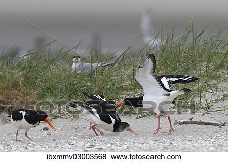 "Eurasian Oystercatchers (Haematopus ostralegus), territorial fight on a salt marsh, Minsener Oog, East Frisian Islands, Friesland District, Lower Saxony, Germany, Europe" View Large Photo Image Stock Photo - "Eurasian Oystercatchers (Haematopus ostralegus), territorial fight on a salt marsh, Minsener Oog, East Frisian Islands, Friesland District, Lower Saxony, Germany, Europe". Fotosearch