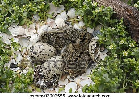 Stock Photography - "Eurasian Oystercatchers (Haematopus ostralegus), chicks sitting in the nesting space next to eggs, hatching chick, Minsener Oog, East Frisian Islands, Friesland District, Lower Saxony, Germany, Europe". Fotosearch