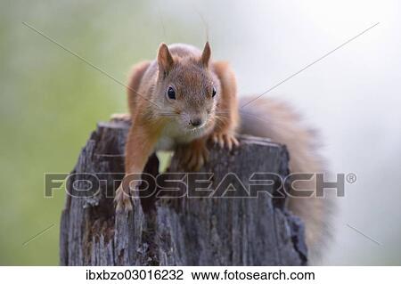 "Eurasian Red Squirrel (Sciurus vulgaris) in search of food on an old pine stump, Nationalpark Oulanka, Nationalpark, Lapland, Finland, Europe" View Large Photo Image Stock Image - "Eurasian Red Squirrel (Sciurus vulgaris) in search of food on an old pine stump, Nationalpark Oulanka, Nationalpark, Lapland, Finland, Europe". Fotosearch