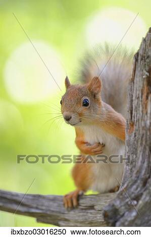"Eurasian Red Squirrel (Sciurus vulgaris) looks curiously out from behind an old pine stump, Nationalpark Oulanka, Nationalpark, Lapland, Finland, Europe" View Large Photo Image Stock Image - "Eurasian Red Squirrel (Sciurus vulgaris) looks curiously out from behind an old pine stump, Nationalpark Oulanka, Nationalpark, Lapland, Finland, Europe". Fotosearch