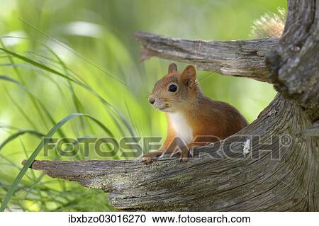 Stock Image - "Eurasian Red Squirrel (Sciurus vulgaris) looks curiously out from behind an old pine stump, Nationalpark Oulanka, Nationalpark, Lapland, Finland, Europe". Fotosearch