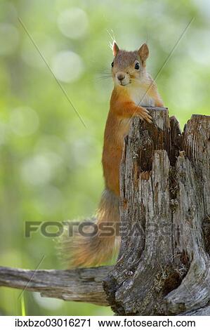 "Eurasian Red Squirrel (Sciurus vulgaris) looks curiously out from behind an old pine stump, Nationalpark Oulanka, Nationalpark, Lapland, Finland, Europe" View Large Photo Image Stock Image - "Eurasian Red Squirrel (Sciurus vulgaris) looks curiously out from behind an old pine stump, Nationalpark Oulanka, Nationalpark, Lapland, Finland, Europe". Fotosearch