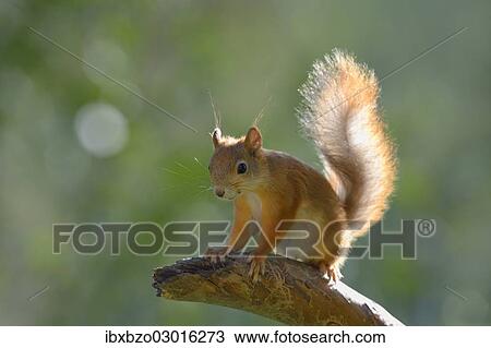 "Eurasian Red Squirrel (Sciurus vulgaris) on a pine branch, Nationalpark Oulanka, Nationalpark, Lapland, Finland, Europe" View Large Photo Image Stock Image - "Eurasian Red Squirrel (Sciurus vulgaris) on a pine branch, Nationalpark Oulanka, Nationalpark, Lapland, Finland, Europe". Fotosearch