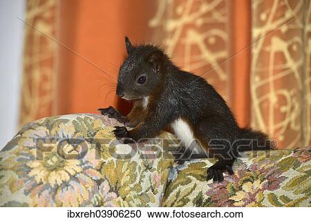 "Eurasian Red Squirrel (Sciurus vulgaris), hand-reared, Tyrol, Austria, Europe" View Large Photo Image Stock Image - "Eurasian Red Squirrel (Sciurus vulgaris), hand-reared, Tyrol, Austria, Europe". Fotosearch