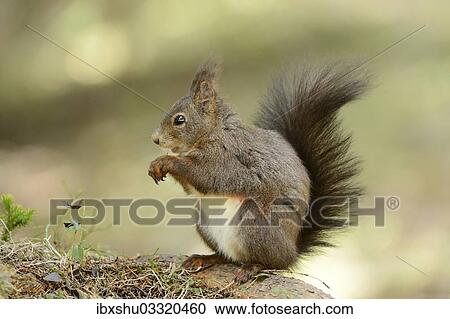 Stock Image - "Eurasian Red Squirrel (Sciurus vulgaris) during feeding, Graubunden, Canton of Graubunden, Switzerland, Europe". Fotosearch