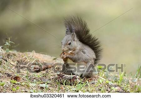 "Eurasian Red Squirrel (Sciurus vulgaris) during feeding, Graubunden, Canton of Graubunden, Switzerland, Europe" View Large Photo Image Stock Image - "Eurasian Red Squirrel (Sciurus vulgaris) during feeding, Graubunden, Canton of Graubunden, Switzerland, Europe". Fotosearch