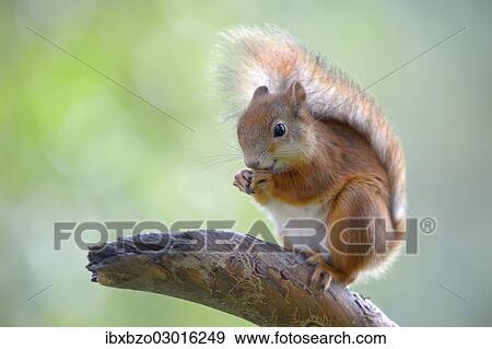 "Eurasian Red Squirrel (Sciurus vulgaris) on a pine branch, Nationalpark Oulanka, Nationalpark, Lapland, Finland, Europe" View Large Photo Image Stock Photo - "Eurasian Red Squirrel (Sciurus vulgaris) on a pine branch, Nationalpark Oulanka, Nationalpark, Lapland, Finland, Europe". Fotosearch
